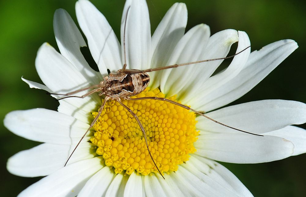 La vita in un fiore - seconda parte